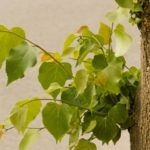 Butași de propagare basswood (tei) Propagarea prin butași de tei