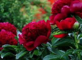 pionii Reproducere (pionii fisiune urticarie) reproducerea pionilor