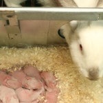 Creștere de iepuri ca o afacere este profitabilă sau nu (iepuri) Creștere de iepuri ca o afacere este profitabilă sau nu