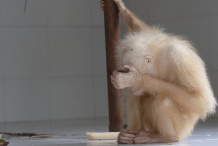 Un rar urangutan albinos cu ochi albaștri a fost închis într-o cușcă și suferea de o infecție parazitară - (cu ochi albaștri) Un rar urangutan albinos cu ochi albaștri a fost închis într-o cușcă și suferea de o infecție parazitară -