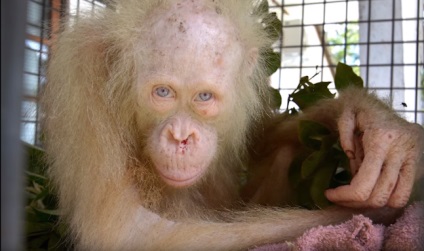 Un rar urangutan albinos cu ochi albaștri a fost închis într-o cușcă și suferea de o infecție parazitară - (celula) Un rar urangutan albinos cu ochi albaștri a fost închis într-o cușcă și suferea de o infecție parazitară -
