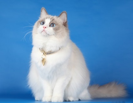 Ragdoll de caractere pisică Animale de companie (piatra) Ragdoll de caractere pisică Animale de companie