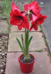 Recomandări pentru îngrijirea și creșterea Hippeastrum (Hippeastrum) Recomandări pentru îngrijirea și Hippeastrum de reproducție