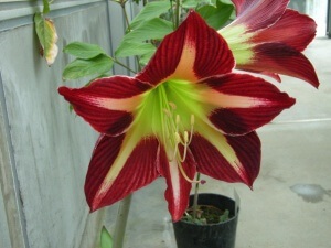 Recomandări pentru îngrijire și reproducție Hippeastrum (trebuie să se ocupe de fungicid) Recomandări pentru îngrijirea și Hippeastrum de reproducție