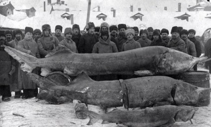 miere Kostroma (sfârșitul operațiunii) - ihtiocolul Ihtiocol - miere Kostroma