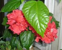 trandafir chinezesc (trandafir) Rosa chinensis