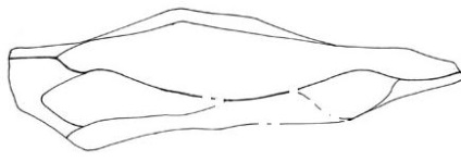 Maruntiti, fulgi, raclete (fulgi) Despicata, fulgi, raclete