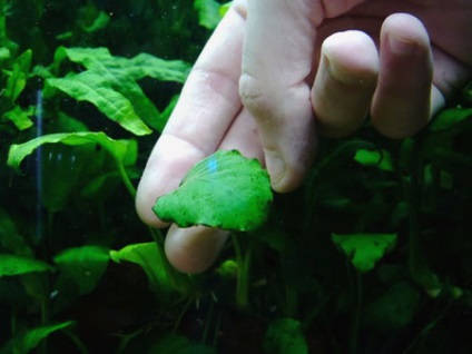 Ghid de îngrijire pentru plantele acvatice și tunderea (plante acvatice) Ghid de îngrijire pentru plante acvatice și tunderea