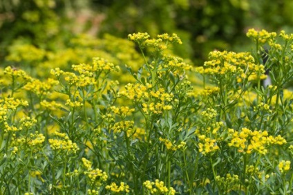 plantare și îngrijire Rue, fotografie, aplicare (plantare) plantare și îngrijire Rue, fotografie, aplicare