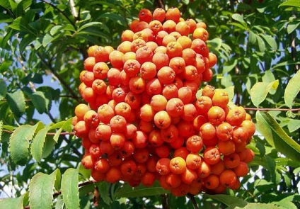 Rowan - proprietăți utile și rețete (proprietăți) Rowan - proprietăți utile și rețete
