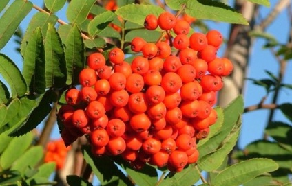 Rowan - proprietăți utile și rețete (proprietăți) Rowan - proprietăți utile și rețete
