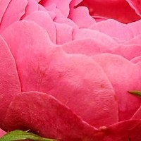 Frunzele de rugină (o plantă inhibat puternic) rugina frunzei