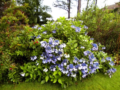 Gardens și paturi de flori Marea Britanie (UK) Grădini și paturi de flori uk
