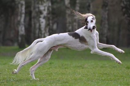 Foto Saluki descriere rasa, natura, sănătate (Egiptul antic Mesopotamia) fotografie Saluki, descriere rasa, natura, sănătate