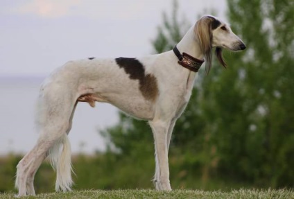 fotografie Saluki, descriere rasa, natura, sănătate (rocă) fotografie Saluki, descriere rasa, natura, sănătate