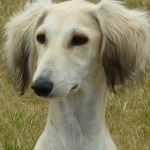 Saluki - ogar persană (Saluki) Saluki - persană Greyhound