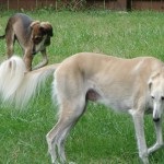Saluki - persană Greyhound (Paolo Veronese Saluki) Saluki - persană Greyhound
