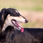 Saluki - ogar persană (Saluki) Saluki - persană Greyhound