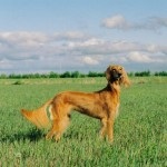 Saluki - persană Greyhound (artist Paolo Veronese Saluki) Saluki - persană Greyhound