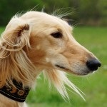 Saluki - persană Greyhound (Paolo Veronese Saluki) Saluki - persană Greyhound