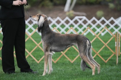 Saluki - ogar persană (Saluki) Saluki - persană Greyhound
