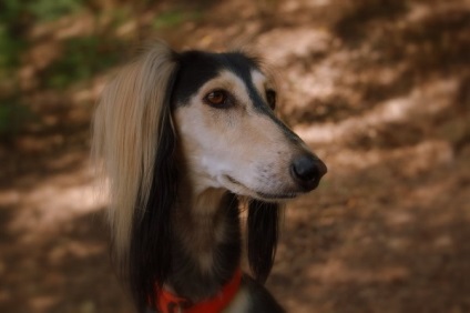 Saluki - ogar persană (Saluki) Saluki - persană Greyhound