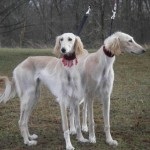 Saluki - ogar persană (Saluki) Saluki - persană Greyhound