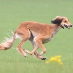 Saluki - persană Greyhound (Paolo Veronese Saluki) Saluki - persană Greyhound