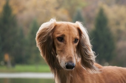 Saluki - ogar persană (Saluki) Saluki - persană Greyhound