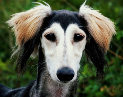 Saluki - persană Greyhound (Paolo Veronese Saluki) Saluki - persană Greyhound