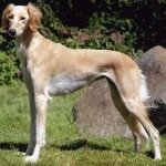 Saluki - persană Greyhound (Paolo Veronese Saluki) Saluki - persană Greyhound
