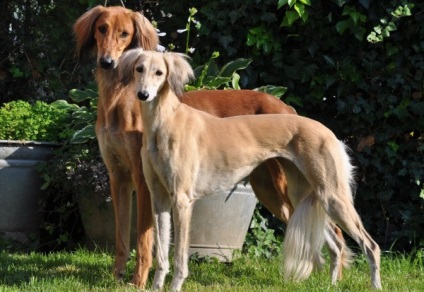 Saluki - persană Greyhound (Paolo Veronese Saluki) Saluki - persană Greyhound