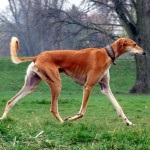 Saluki - ogar persană (Saluki) Saluki - persană Greyhound