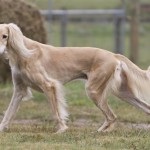 Saluki - persană Greyhound (artist Paolo Veronese) Saluki - persană Greyhound