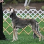 Saluki - persană Greyhound (artist Paolo Veronese Saluki) Saluki - persană Greyhound