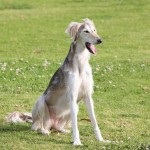 Saluki - ogar persană (Saluki) Saluki - persană Greyhound