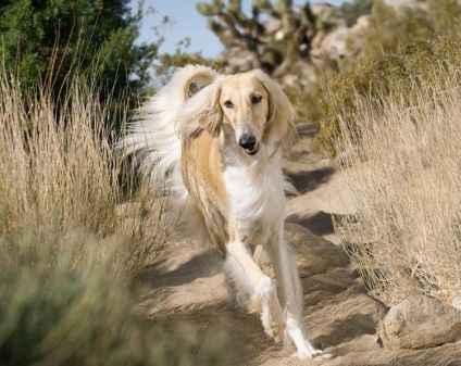 Saluki (persană Greyhound) câine foto și video, descriere, pret (gazelevaya Greyhound) Saluki (persană Greyhound) câine foto și video, descriere, preț