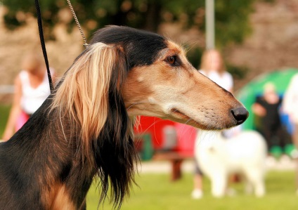 Saluki (persană Greyhound) câine foto și video, descriere, preț (câine) Saluki (persană Greyhound) câine foto și video, descriere, preț