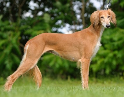 Saluki (persană Greyhound) câine foto și video, descriere, pret (foto) Saluki (persană Greyhound) câine foto și video, descriere, preț