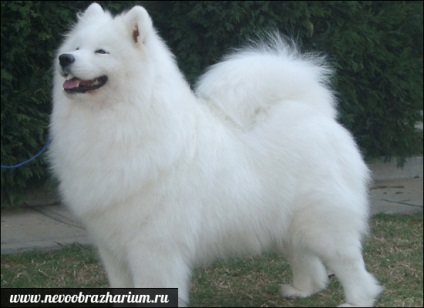 Cel mai scump caine din lume (câine) Cel mai scump caine din lume