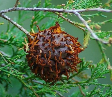 Cele mai uimitoare plante de pe planeta Pământ ~ - ~ ~ habitat (teren) Cele mai uimitoare plante de pe planeta Pământ ~ - ~ ~ habitat