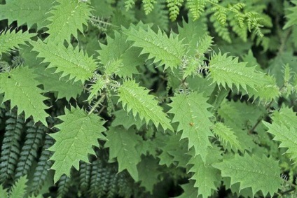 Cele mai uimitoare plante de pe planeta Pământ ~ - ~ ~ habitat (cel mai bun) Cele mai uimitoare plante de pe planeta Pământ ~ - ~ ~ habitat