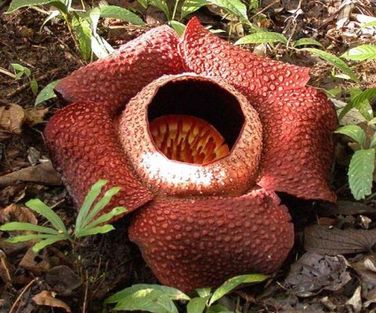 Cele mai uimitoare plante de pe planeta Pământ ~ - ~ ~ habitat (uimitor) Cele mai uimitoare plante de pe planeta Pământ ~ - ~ ~ habitat