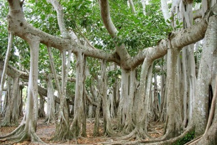 Cele mai uimitoare plante de pe planeta Pământ ~ - ~ ~ habitat (teren) Cele mai uimitoare plante de pe planeta Pământ ~ - ~ ~ habitat