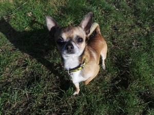 Cum de a începe temperamentul rulare chihuahua (Chihuahua) Cum de a începe câine chihuahua de formare
