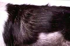 Seboree la câini, rău - Skunk (câinii) Seboree la câini, rău - Skunk