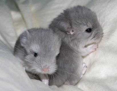 Secretele de familie chinchilla Fericire articol (zi de zi de zi) Secretele de familie chinchilla fericire articol