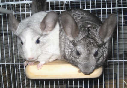 Secretele de familie chinchilla Fericire articol (făcut cel mai bun) Secretele de familie chinchilla fericire articol