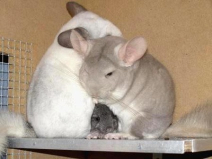 Secretele de chinchilla fericirea de familie, articol (articolul chinchila) Secretele de familie chinchilla fericire articol