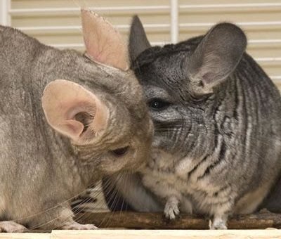 Secretele de familie chinchilla Fericire articol (zi de zi de zi) Secretele de familie chinchilla fericire articol
